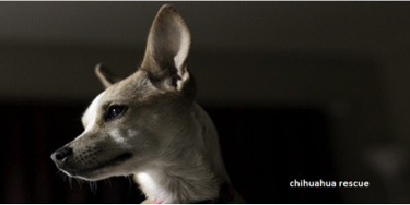 Chihuahua Rescue San Diego